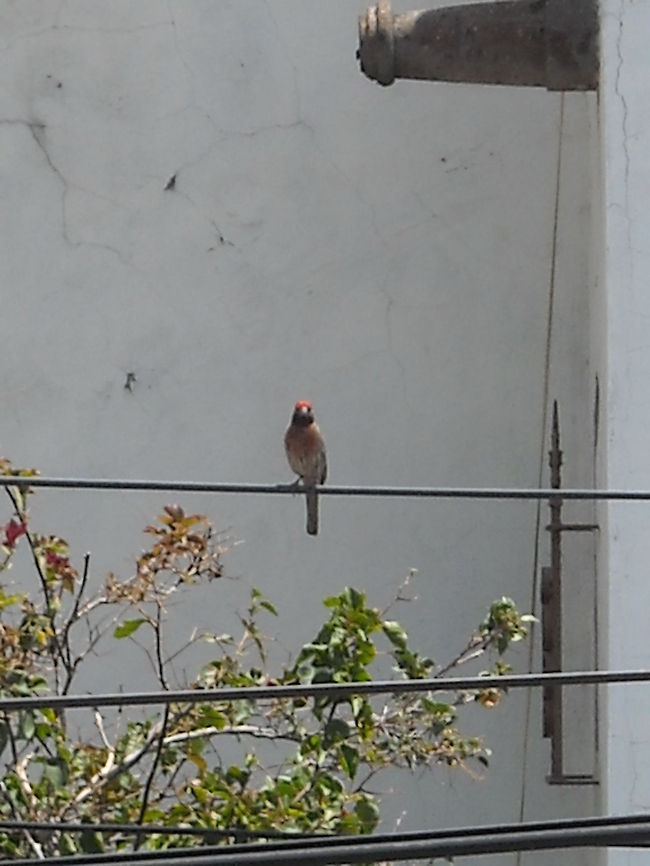 The house finch Watching at the camera... Carpodacus mexicanus,House Finch