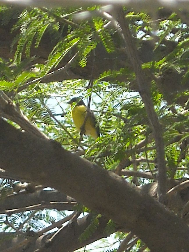 Singing bird I hear a bird singing and notice that was a yellow and black bird, then I took some pictures, I think that this is the best one, let&#039;s see if some friends from this group could help me to find what bird is this, thank you. Geotagged,Mexico,Nashville Warbler,Oreothlypis ruficapilla