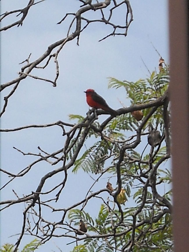 Vermilion Flycatcher This bird visit my home, hope you like it, greetings! Pyrocephalus rubinus,Vermilion Flycatcher