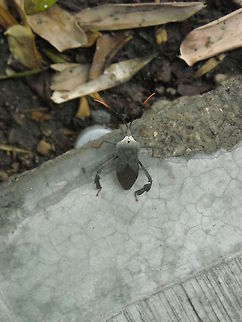 Giant leaf-footed bug My mother and I where walking near from home and I saw this Acanthocephala declivis, I took some pictures, thank you Claire Hamilton for your comments, they help me to find the name from the bug, there are in different colors, this is like silver, the one on the picture from Wikipedia is brown, but as you said before, there are many kinds, regards! Acanthocephala declivis,Geotagged,Mexico