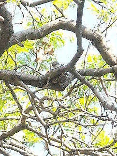 Female Vermilion Flycatcher on nest Outside from my home a couple of Vermilion Flycatchers are doing a nest, hope to see their chicks soon...  Geotagged,Mexico,Pyrocephalus rubinus,Vermilion Flycatcher