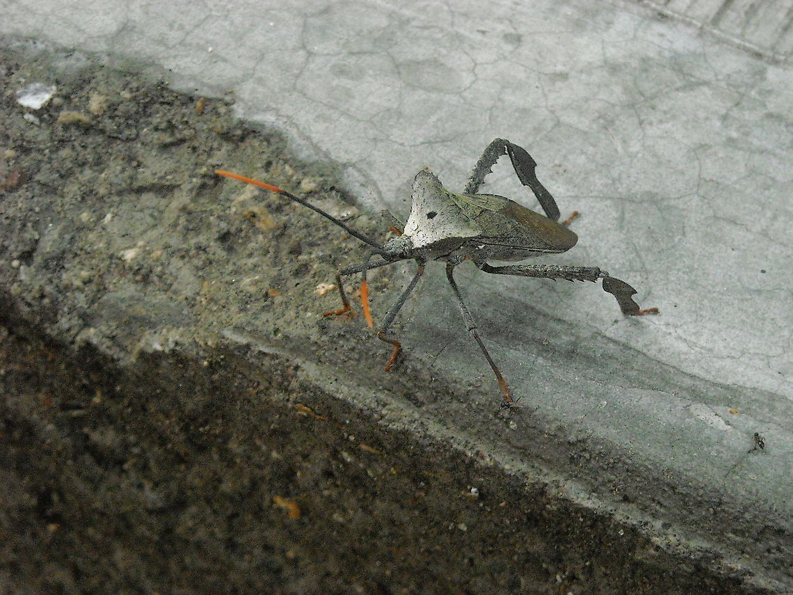 Acanthocephala declivis On my town has been raining and many insects are coming out from their homes, birds are happy but I don't think that they will like to eat this bug... Acanthocephala declivis,Geotagged,Mexico