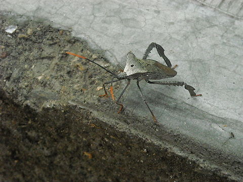 Acanthocephala declivis On my town has been raining and many insects are coming out from their homes, birds are happy but I don't think that they will like to eat this bug... Acanthocephala declivis,Geotagged,Mexico