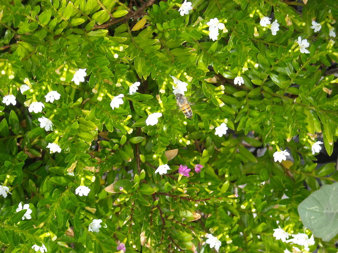 Honey Bee Our garden is full of flowers and bees like it a lot... Apis mellifera,Western honey bee