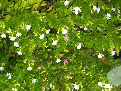 Honey Bee Our garden is full of flowers and bees like it a lot... Apis mellifera,Western honey bee