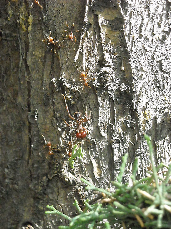 Leafcutter soldier ant This ants cut the leafs from trees on our street, I know that they have the right to live and grow their fungus, but they are a problem for our plants, some trees already die because their nest are in the roots... :( Atta colombica