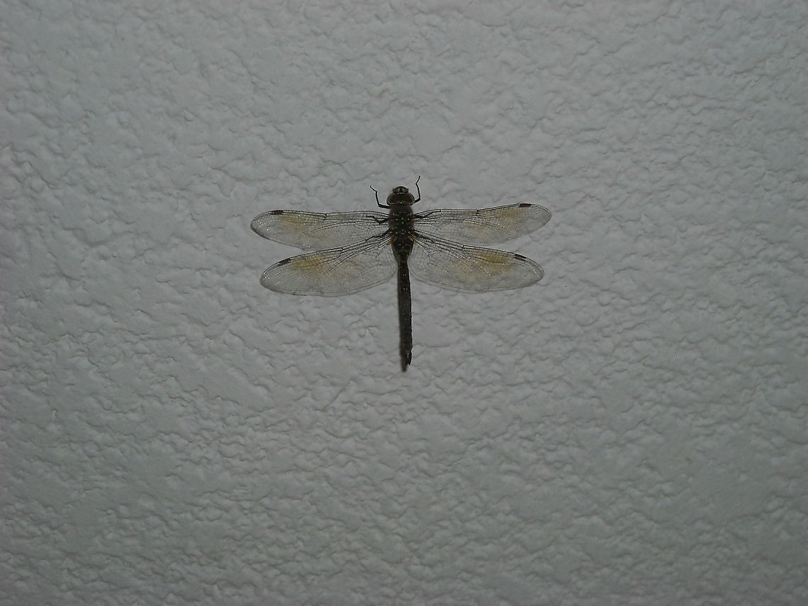 Dragonfly It was on the entry from my home, my son scream a tarantula and I told him it was a dragonfly, hope you like it, greetings... Dragonfly,aeshnidae,animalia,anisoptera,biodiversity,insects,odonata