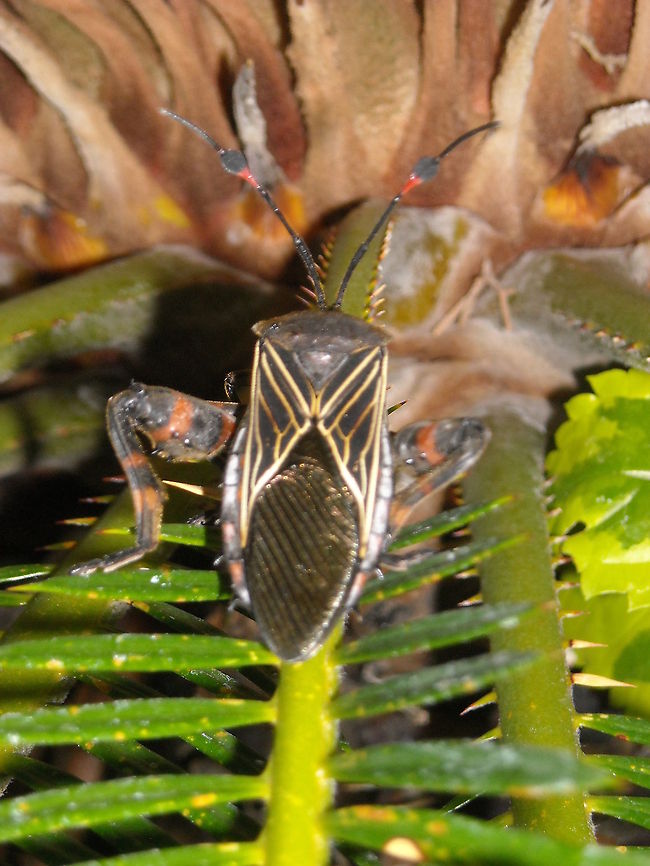 The Giant mesquite bug It was on our garden, hope you like it... Thasus neocalifornicus,giant mesquite bug