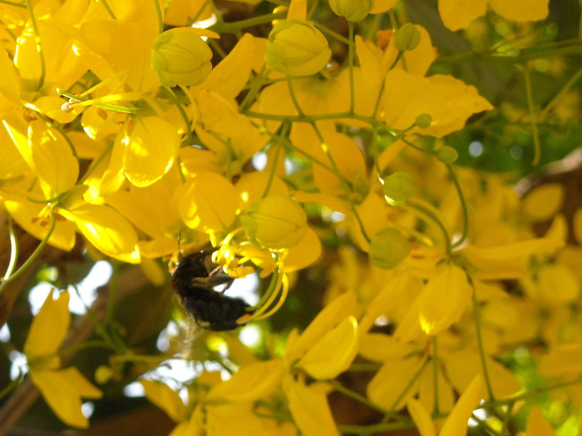 Bumblebee I saw this tree near to the school of my son, many bumblebees where taking food from flowers, hope that you like it... Bombus pratorum,Early bumblebee