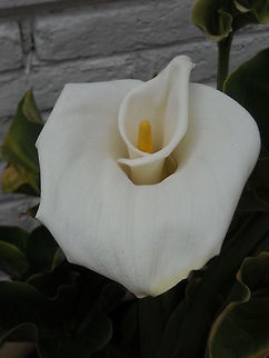 Zantedeschia aethiopica My wife and my mother love plants, our home looks like Jumanji, hope you like them too. Calla lily,Zantedeschia aethiopica