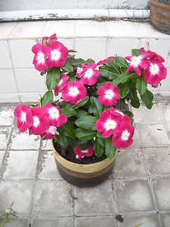 Catharanthus roseus This are some of the flowers from my wife Catharanthus roseus,Madagascar periwinkle