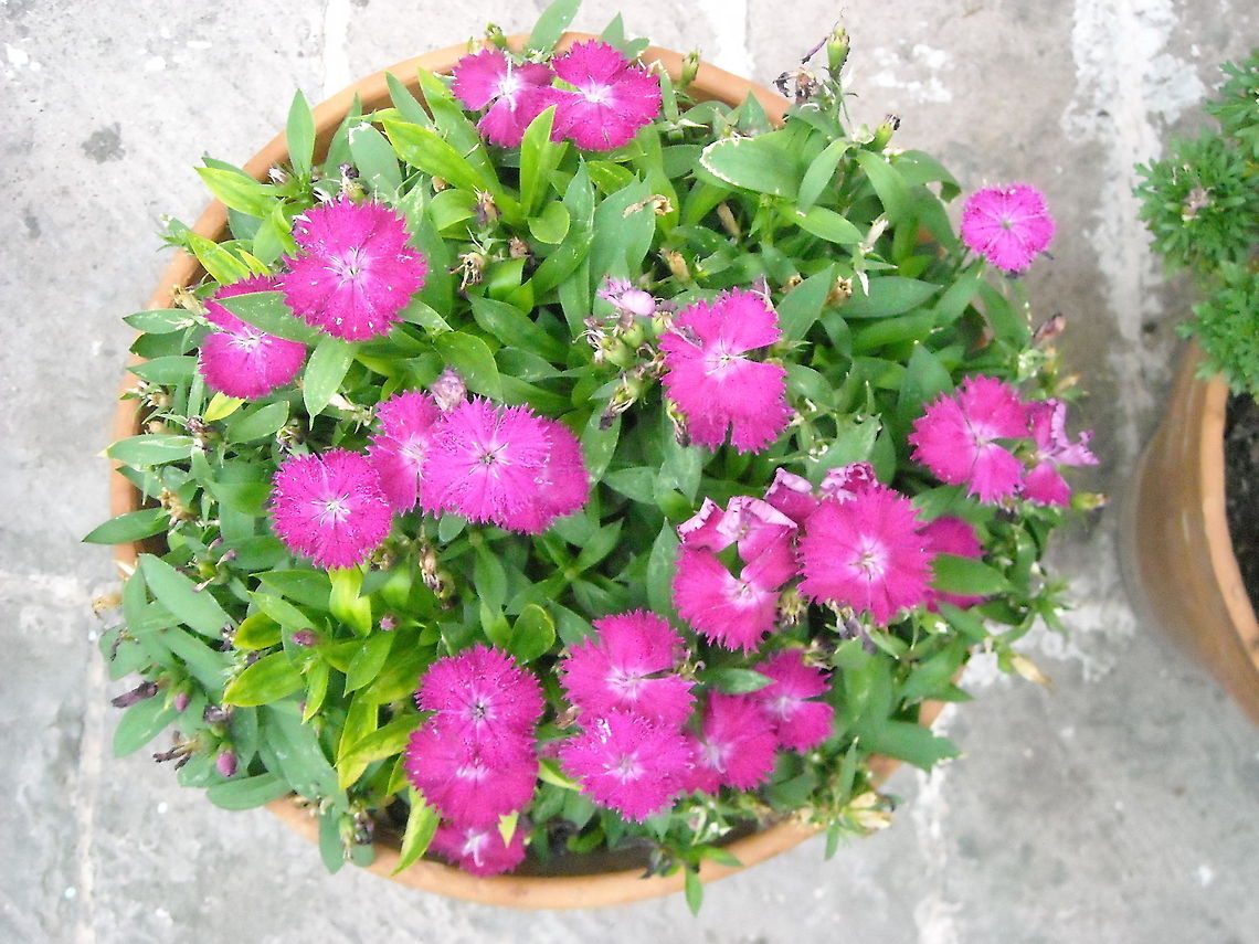 Dianthus barbatus Another plant from my wife Dianthus armeria,Dianthus barbatus