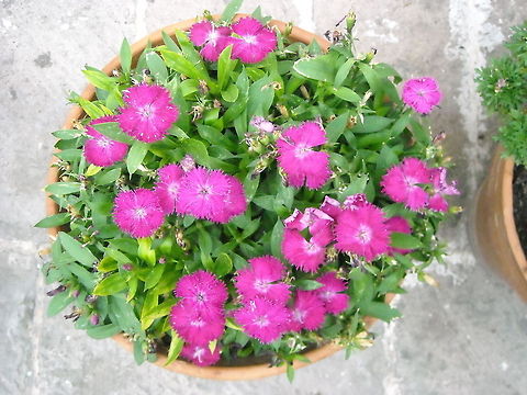 Dianthus barbatus Another plant from my wife Dianthus armeria,Dianthus barbatus