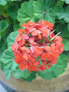 Pelargonium hortorum My mother has a lot of this plants, she love them. Pelargonium hortorum,Pelargonium × hortorum