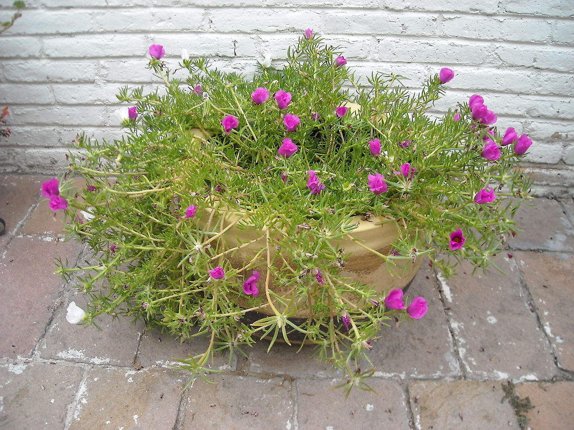Sunbeam  Portulaca grandiflora