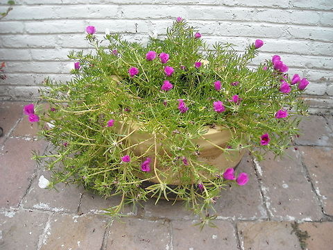 Sunbeam  Portulaca grandiflora