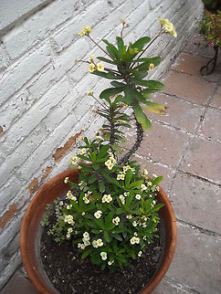 Thorns Crown  Crown of thorns,Euphorbia milii