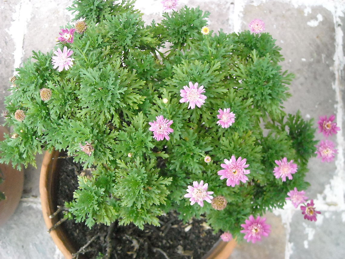 Cobbitty daisy  Argyranthemum frutescens