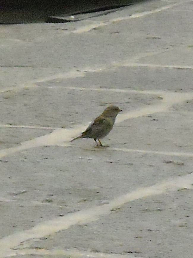 female noisy bird we call noisy to this birds in Mexico, really don&#039;t know what name they have on English, will thank if you tell me it&#039;s name, thank you.