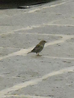 female noisy bird we call noisy to this birds in Mexico, really don't know what name they have on English, will thank if you tell me it's name, thank you.