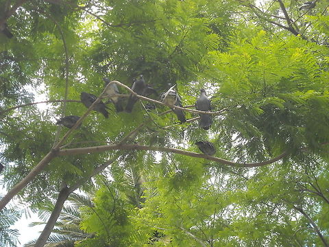 pigeons on the tree This pigeons where looking for food from the tree, hope you like it Columba palumbus,Common Wood Pigeon