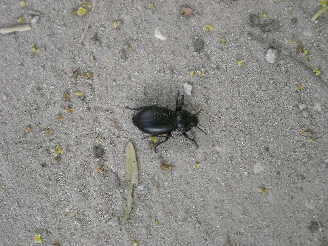 Black bug I think that this bugs make nests with cow&#039;s excrement... Geotagged,Mexico