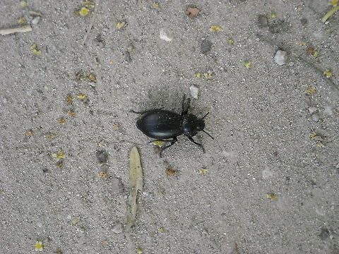Black bug I think that this bugs make nests with cow's excrement... Geotagged,Mexico