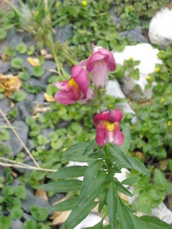 Purple wild snapdragons In Mexico you would find many wild orchids at many places... Antirrhinum majus