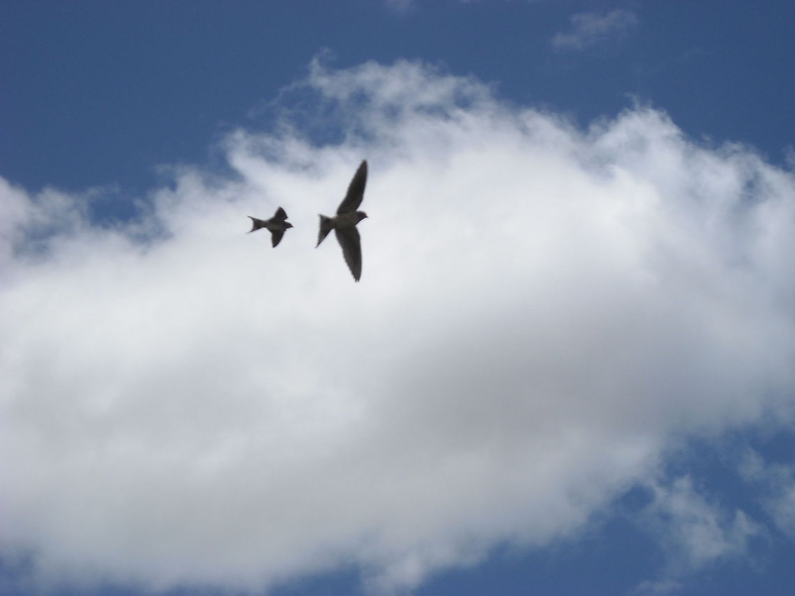 Two flying swallows This birds grew at our home... Barn swallow,Geotagged,Hirundo rustica,Mexico,swallows