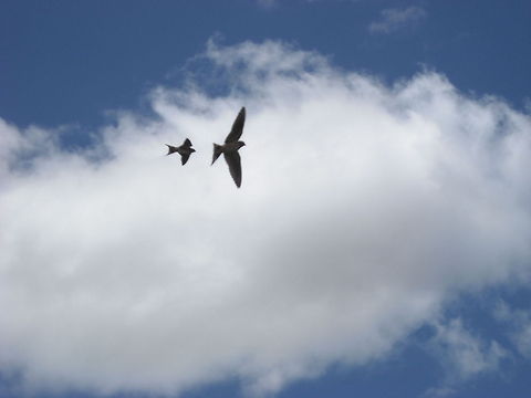 Two flying swallows This birds grew at our home... Barn swallow,Geotagged,Hirundo rustica,Mexico,swallows