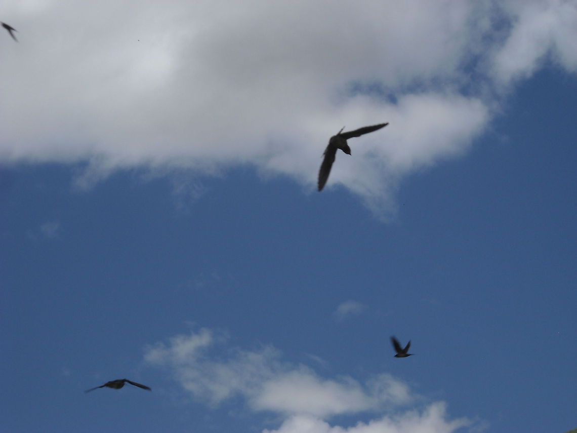 Four flying swallows These birds know very well how to plan and take advantage of air currents Barn swallow,Geotagged,Hirundo rustica,Mexico