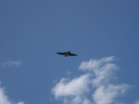 Flying swallow I like to see this birds flying, hope you enjoy it... American Cliff Swallow,Artamus cinereus,Barn swallow,Black Swallowtail,Black-faced Woodswallow,Geotagged,Hirundo rustica,Mexico,Papilio polyxenes,Petrochelidon pyrrhonota
