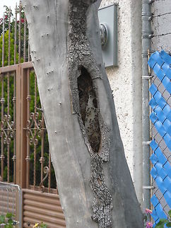 Bees at the street These bees have build their nest on a death tree on the street, hope that they are European and not African, maybe could get some honey after some time. Apis mellifera,Geotagged,Mexico,Western honey bee
