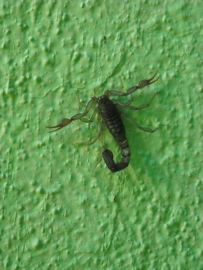 Common Yellow Scorpion I very common to find them on homes Buthus occitanus,Common Yellow Scorpion,Geotagged,Mexico