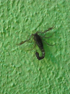 Common Yellow Scorpion I very common to find them on homes Buthus occitanus,Common Yellow Scorpion,Geotagged,Mexico