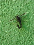 Common Yellow Scorpion I very common to find them on homes Buthus occitanus,Common Yellow Scorpion,Geotagged,Mexico