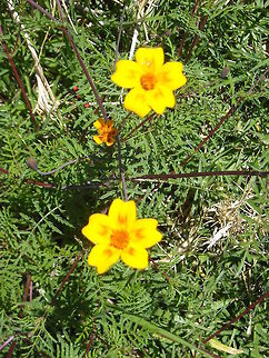 Yellow Flowers I look at this flowers and like them very much, hope you too Geotagged,Mexico