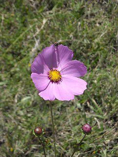 Purple Flower  (Cosmos Bipinnatus) with an Insect on the Top Is nice to see this kind of flowers moving with the wind, there was a crewman on the top Cosmos bipinnatus,Garden Cosmos,Geotagged,Mexico
