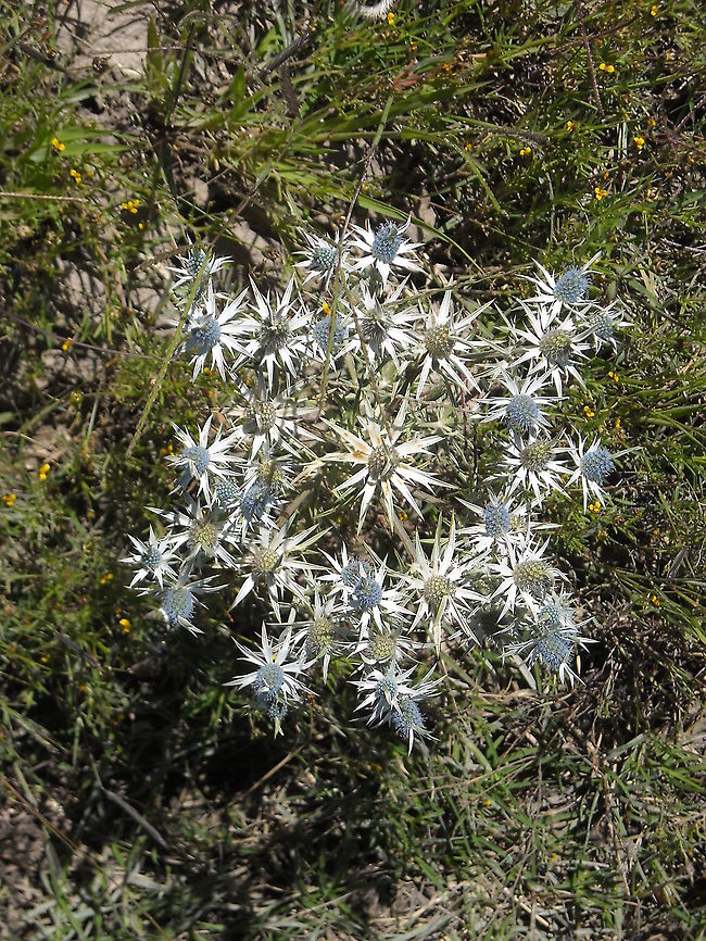 Eryngium heterophyllum, Mexican thistle, turns to tumbleweed There are many of this plants on this place, my cousin told me that this plants made the tumbleweeds when dry climate comes Eryngium heterophyllum,Geotagged,Mexican thistle,Mexico
