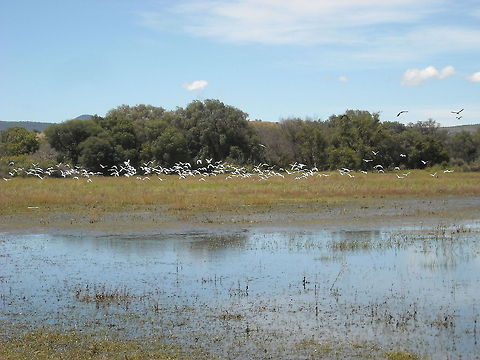 White Flying Herons White Herons like to visit this place Geotagged,Mexico