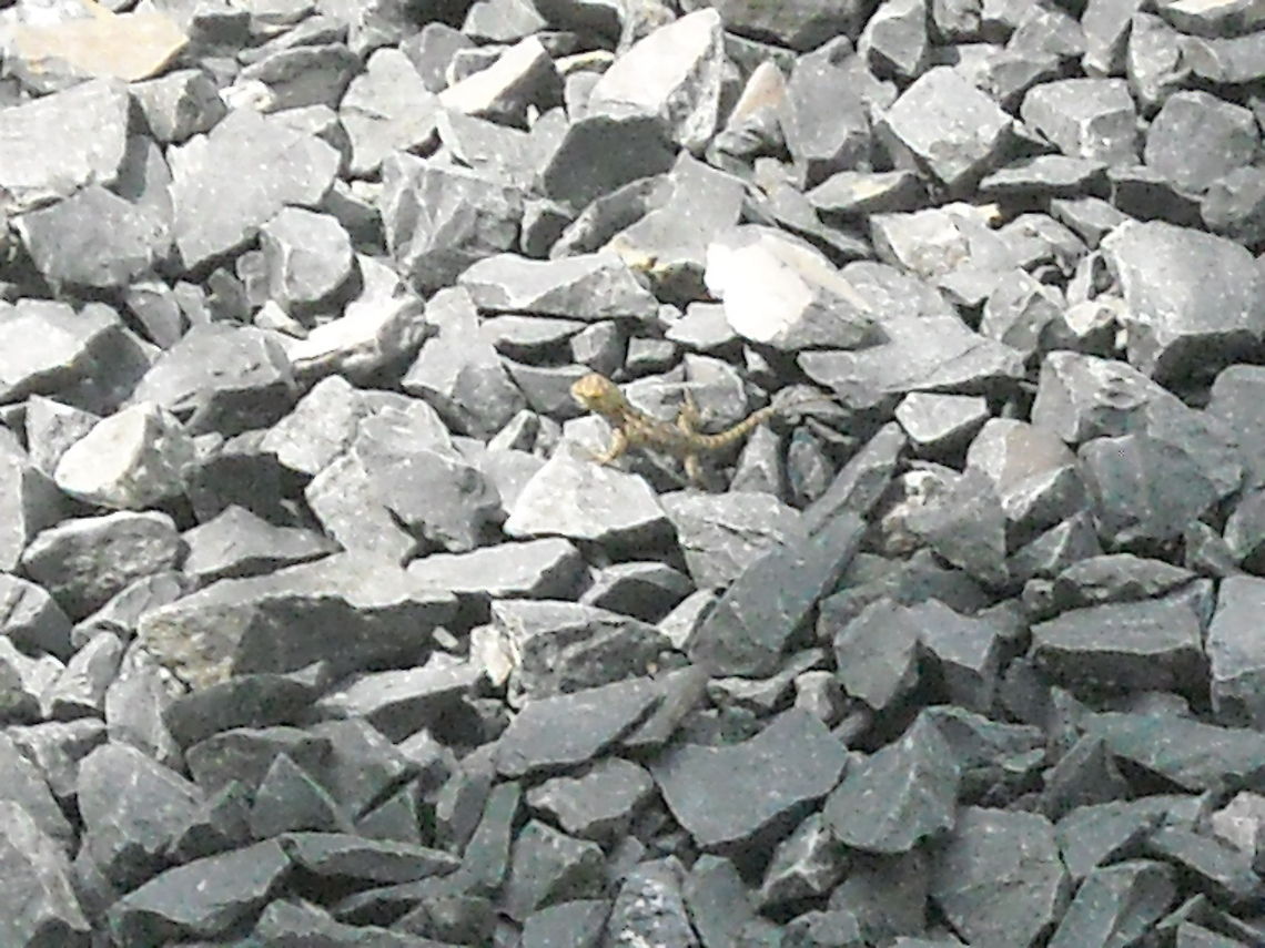 Little lizard on the rocks... My wife sees this little lizard and told me to watch it and take a picture, hopes you like it, regards Geotagged,Lizard,Mexico