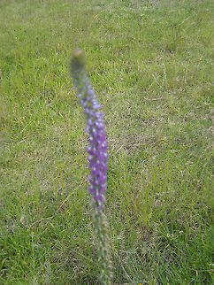 Kind of lavender I like this kind of flowers, regards Geotagged,Mexico