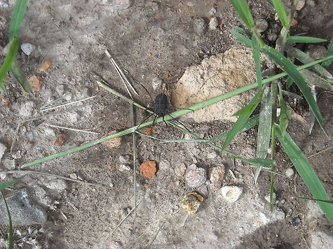 black harvestman  Fall,Geotagged,Mexico,harvestman