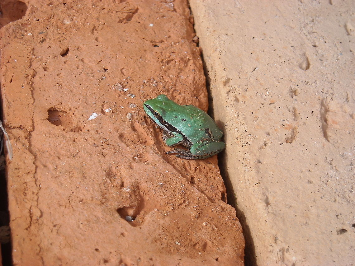 Green frog with mask I found it on a bricks mountain taking the sun ;) Geotagged,Hyla eximia,Mexico