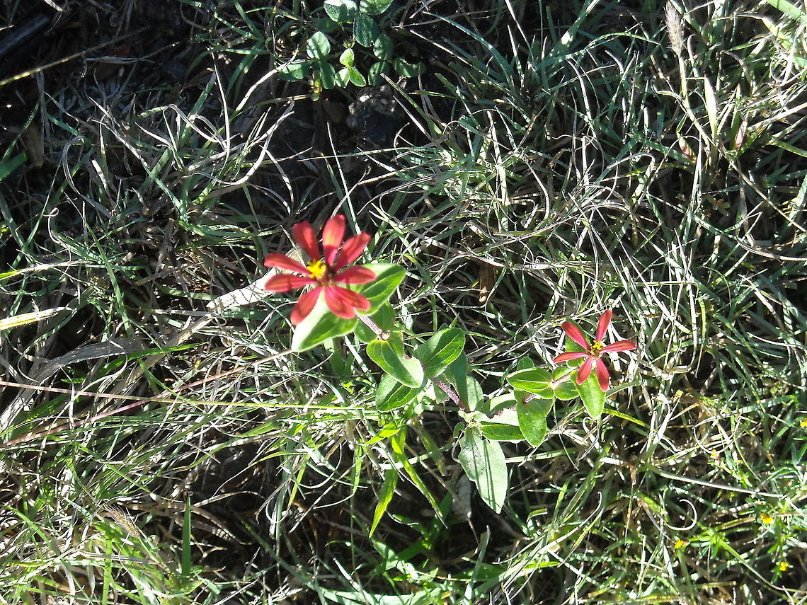 Peruvian zinnia You may find many of this flowers at this region Geotagged,Mexico,Zinnia peruviana