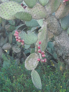 Red Tunas from Nopal  Geotagged,Mexico