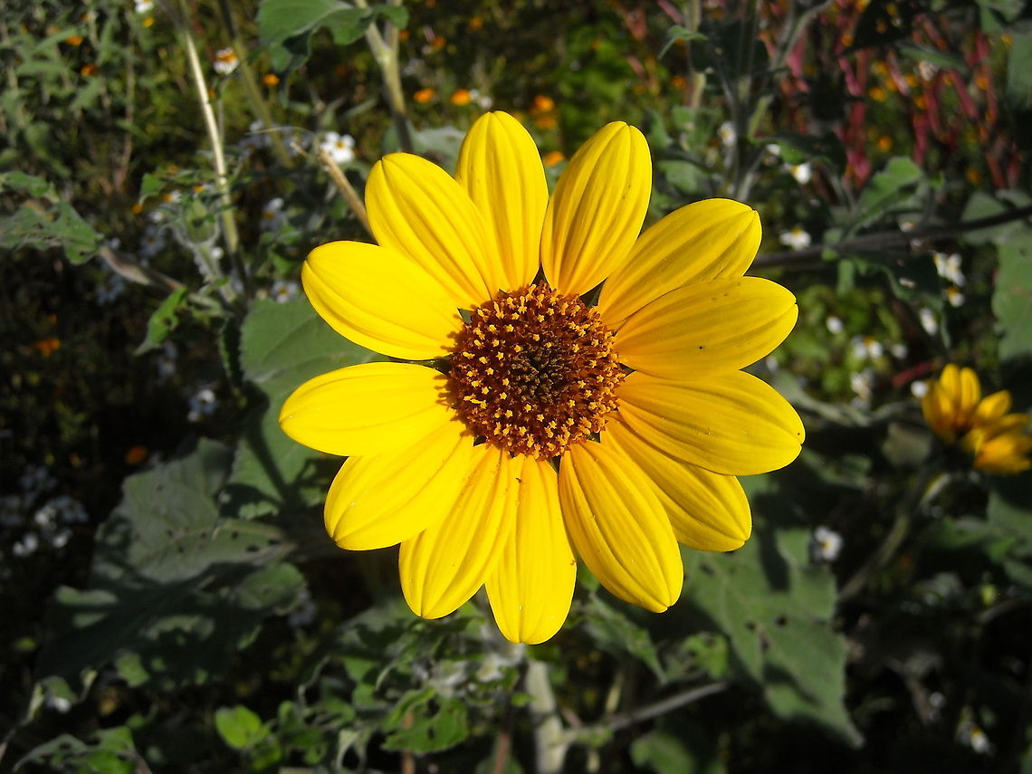 Helianthus annuus At the center of Mexico, many flowers like this grow when raining comes Geotagged,Helianthus annuus,Mexico,Sunflower