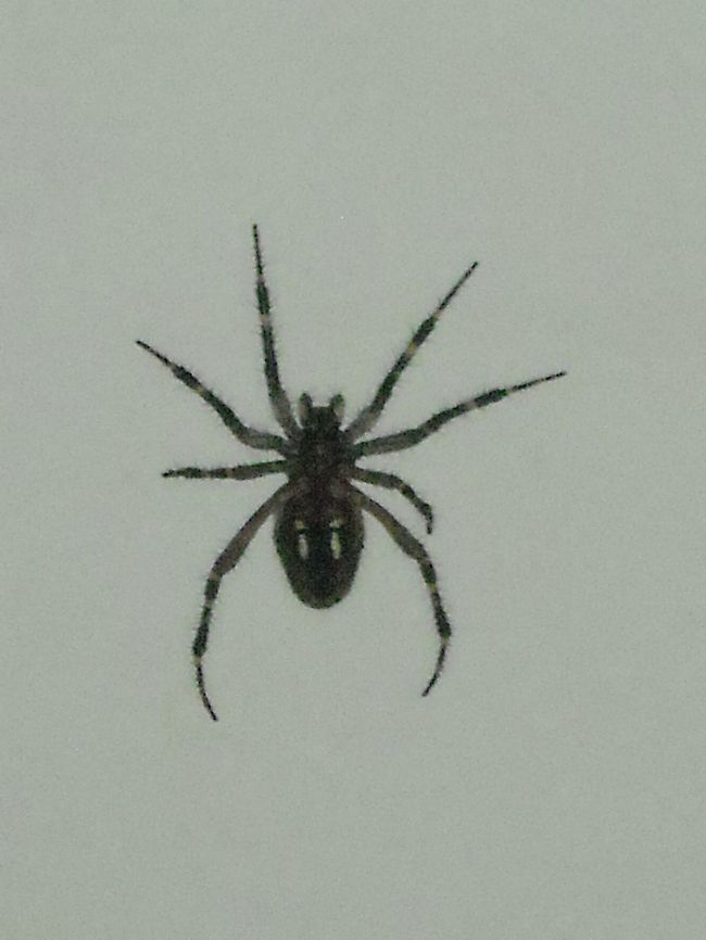 Spider We found this spider on our tub at home Geotagged,Mexico,Spiders