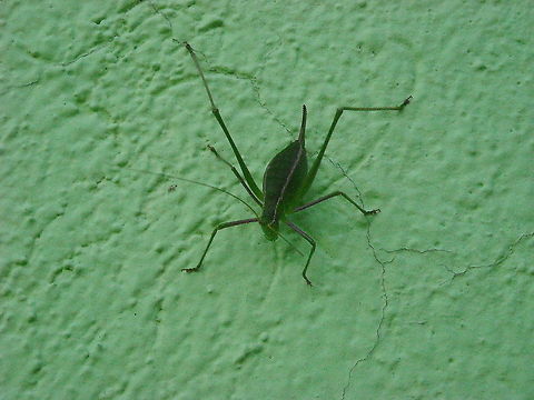 Grasshopper There where many at San Jose Iturbide Geotagged,Mexico