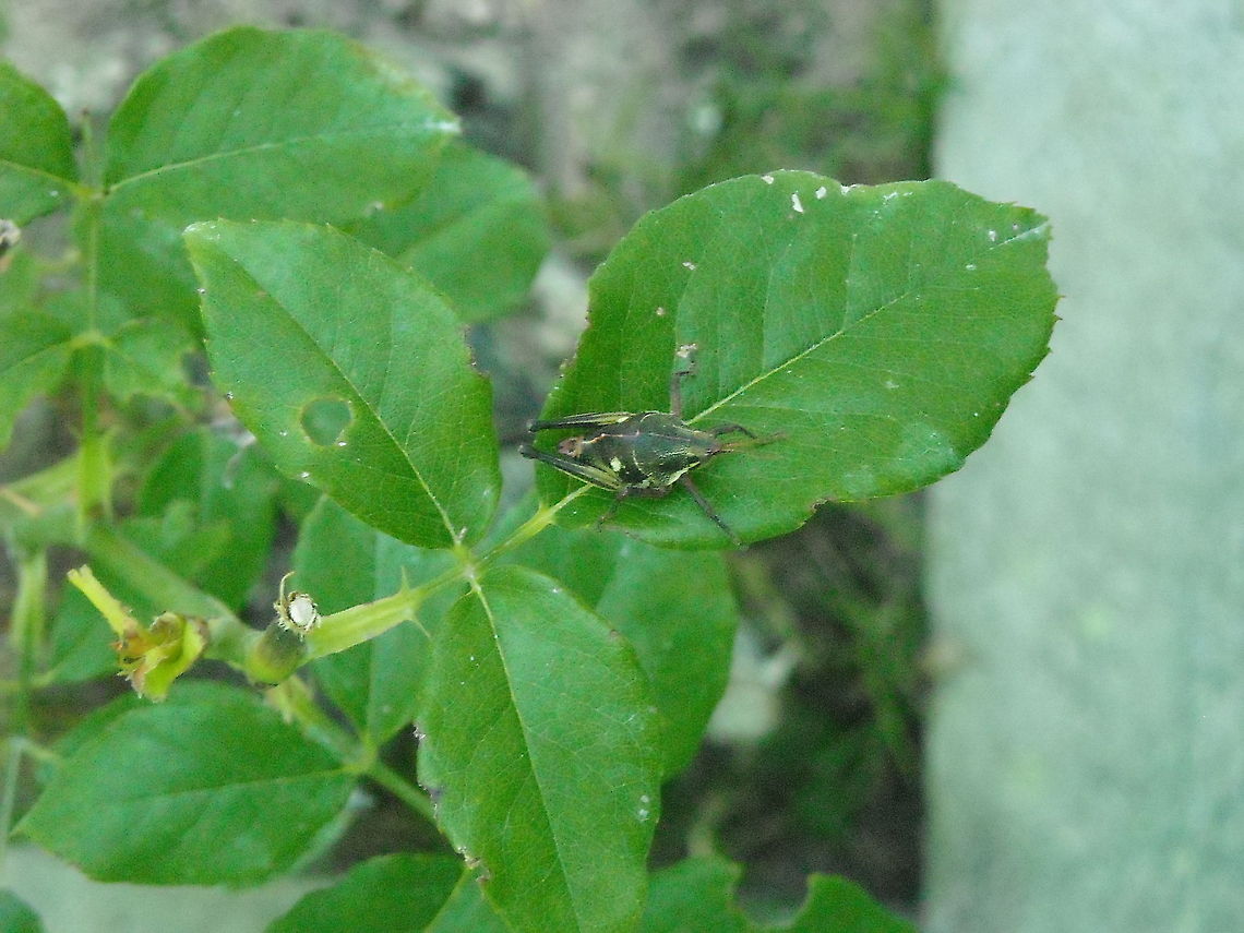 Grasshopper It was on a rose plant Geotagged,Mexico